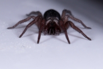 Un mle (Araneae - Gnaphosidae - Scotophaeus sp.)